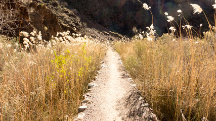 Hiking trail in the tall grass