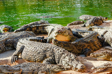 Crocodiles bask in the sun on the river Bank