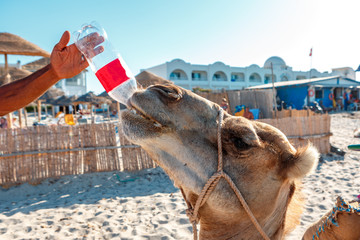 A camel drinks water from a plastic bottle