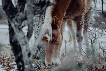 portrait of brown horse eating pasture