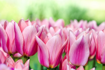 Fototapeta premium Rosa pink tulips blooming in the garden with beautiful bokeh background. Flowers and Holidays concept. Selective focus.