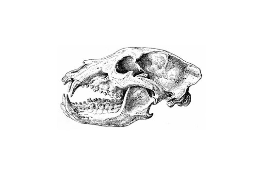 Brown Bear Skull - Vintage Engraved Illustration 1889