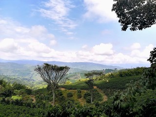 Fototapeta premium Coffee and natural landscape of Manizales Colombia
