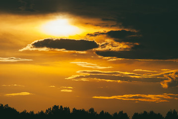 Evening sunset sky with bright rays of the sun and beautiful colorful clouds over the tops of the pine forest