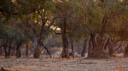 waterbuck female with sunset in the forest with big trees of Mana Pools National Park in Zimbabwe