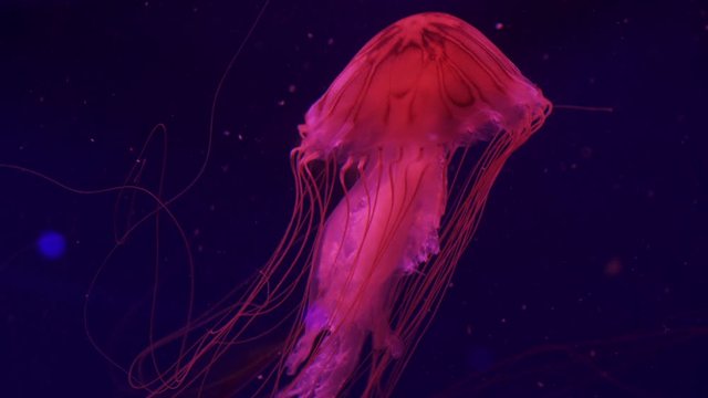 A jellyfish compass is floating in the ocean. Close-up.