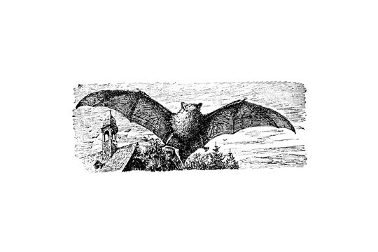 Bat Nyctalus Noctola - Vintage Engraved Illustration 1889
