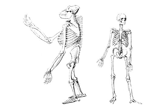 Gorilla and Human Skeleton - Vintage Engraved Illustration 1889