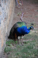 Fototapeta premium Peacock in the garden of Saint Naum Monastery (Macedonia)