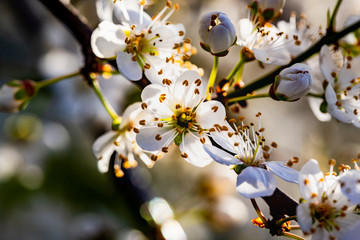 Kirschblüte in Berlin