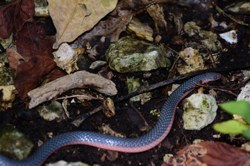 Carphophis vermis