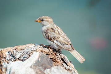 House Sparrow (Passer domesticus domesticus) sitting on a stone