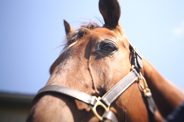 Horse face with harness