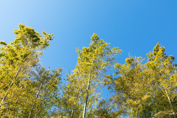 (風景ｰ自然)竹の木と青空１	