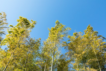 (風景ｰ自然)竹の木と青空２