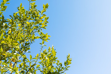 (風景ｰ自然)レモンの木と青空