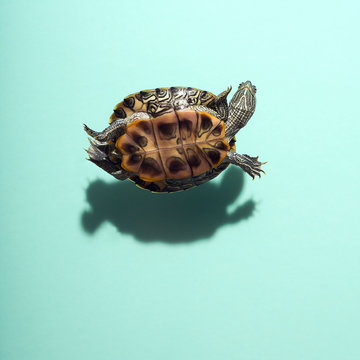 Smiling Red Eared Slider Pet Turtle Floating Levitating above Dark Defined Shadow On Solid Blue Green Teal Background Overhead View Humorous Funny