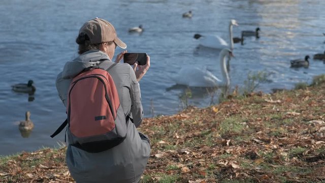 Taking pictures of swans. A woman photographs swans on a smartphone.