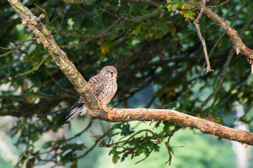 Kestrel perching on a tree branch