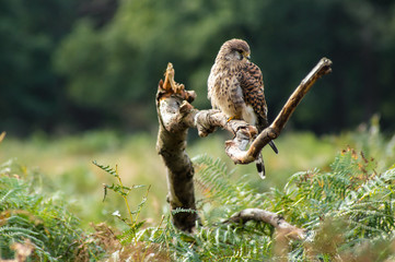Kestrel perching on a tree branch