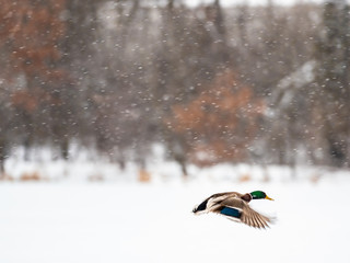 Mallard ducks during the winter in Wiscsonin