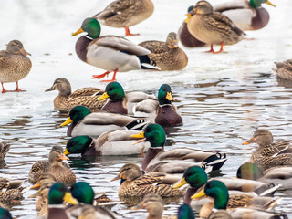 Mallard ducks during the winter in Wiscsonin