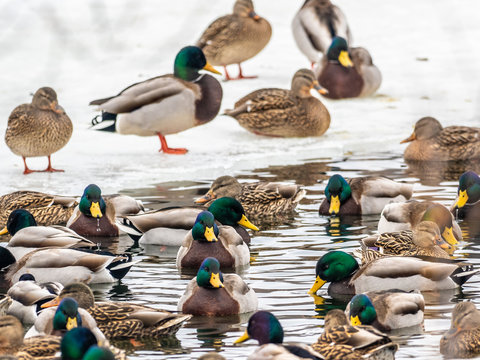 Mallard ducks during the winter in Wiscsonin - Powered by Adobe