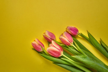 beautiful tulips on the right on a yellow background. spring card. macro photography. Valentine's Day. March 8
