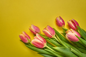 bouquet of tulips on a yellow background. Valentine's Day. March 8