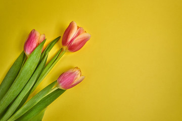 Tulips on the left on a yellow background. Spring card. Valentine's Day. March 8