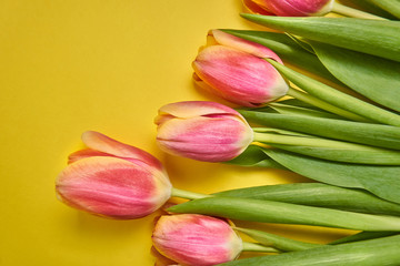 tulips lie horizontally to the right on a yellow background. spring card. Macro shot. Valentine's Day. March 8
