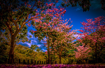 Naklejka premium autumn in the park