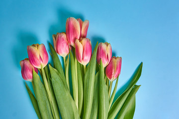 bouquet of tulips on a blue background. Spring card. Valentine's Day. March 8