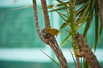 Sicalis flaveola Bird on a Branch