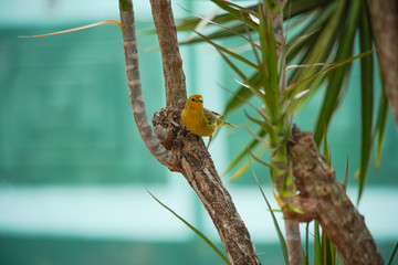 Sicalis flaveola Bird on a Branch