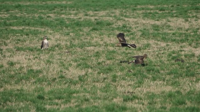 Three Hawks harrier and red tailed hawk one flying across grass field in meadow scaring the other in slow motion 