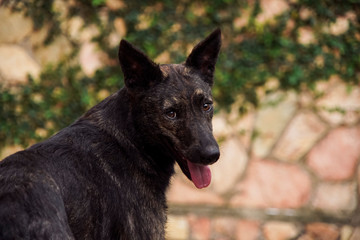 Portrait of a Brown Dog