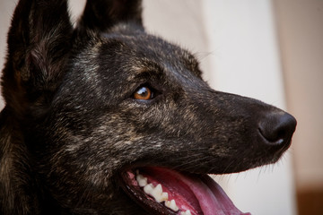 Portrait of a Brown Dog