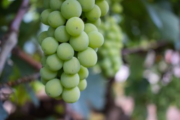 beautiful grape plantation with bunches of fruits