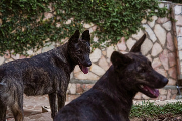 Portrait of a Brown Dog