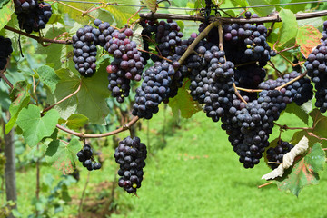 beautiful grape plantation with bunches of fruits