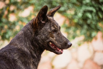 Portrait of a Brown Dog