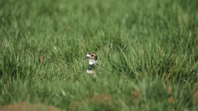 beautiful striped killdeer bird hiding and peaking out in lush green grass field slow motion 