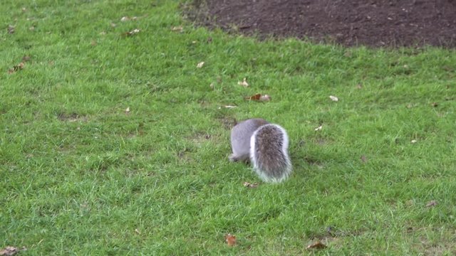 squirrel on grass in park in london 1a