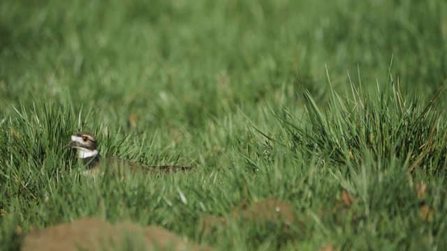 beautiful striped killdeer bird hiding and peaking out walking across lush green grass field slow motion 