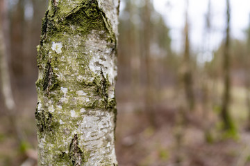Trunk of a birch tree, with a bokeh background of a forest, close-up