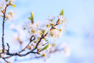 Beautiful white cherry blossom sakura flowers in spring time. Nature background with flowering cherry tree. Inspirational natural floral blooming garden or park. Pastel flower vintage art design.