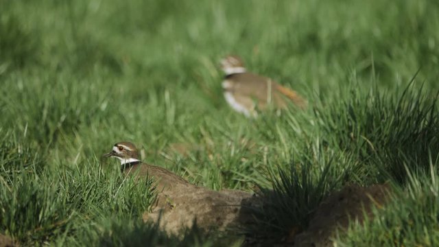 Two pair of killdeer birds nesting and watching walking across on green grass field in slow motion