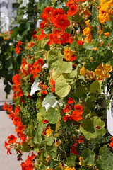 Nasturtium 'Alaska Mix' tropaeolum nanum