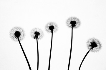 Silhouette of Dandelion Black and White